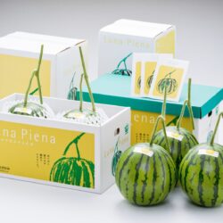 Japanese Kochi Luna Piena Watermelon boxes