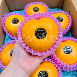 Japanese Marunan Heart Setoka Mikan (Mandarin Orange)