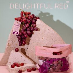 Australian Cordoma Delightful Red™ Bepop Red Seedless Grapes