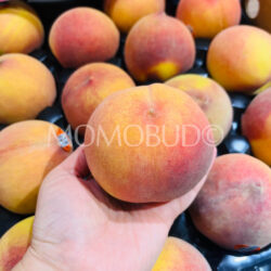 Australian Dream Sweet September Yellow Peach