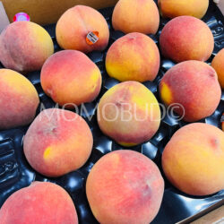 Australian Dream Sweet September Yellow Peaches