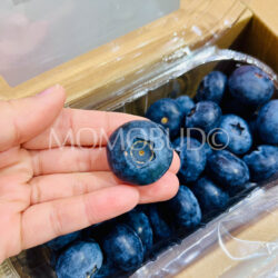 China Cordoma Jumbo Blueberry 22mm+ China Cordoma Jumbo Blueberry 22mm+