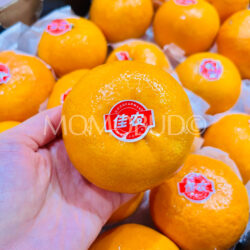 China Jia Nong Mandarin Orange 1