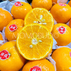 China Jia Nong Mandarin Orange cross section