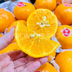 China Jia Nong Mandarin Orange slice