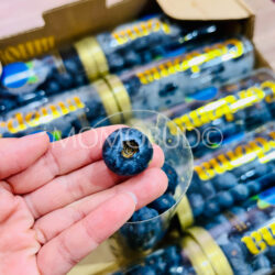 China Yunnan Cordoma Jumbo Blueberry China Yunnan Cordoma Jumbo Blueberry