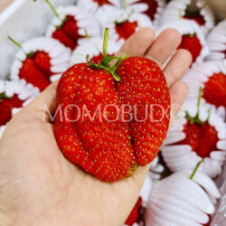 Japanese Jumbo Bizan Beni Hoppe Strawberry on hand