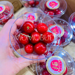 Japanese Kochi Sato Nishiki Sakurabon (Cherry) (Kiwami Grade, 100g cup)