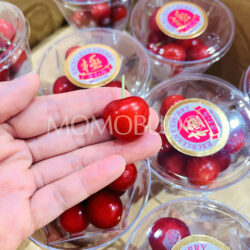 Japanese Kochi Sato Nishiki Sakurabon (Cherry) (Kiwami Grade)