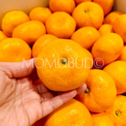 Japanese Shizuoka Jutaro Mikan (Mandarin Orange)