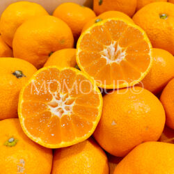 Japanese Shizuoka Jutaro Mikan (Mandarin Orange) cross section 1