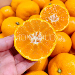Japanese Shizuoka Jutaro Mikan (Mandarin Orange) cross section