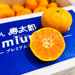 Japanese Shizuoka Jutaro Mikan (Mandarin Orange) cross section