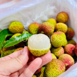 Airflown Premium China Hainan Fei Zi Xiao Lychee flesh Airflown Premium China Hainan Fei Zi Xiao Lychee flesh