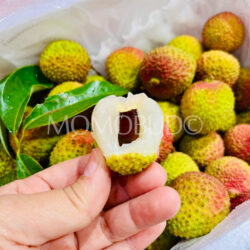 Airflown Premium China Hainan Fei Zi Xiao Lychee seed Airflown Premium China Hainan Fei Zi Xiao Lychee seed