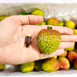 Airflown Premium China Hainan Fei Zi Xiao Lychee seed comparison Airflown Premium China Hainan Fei Zi Xiao Lychee seed comparison