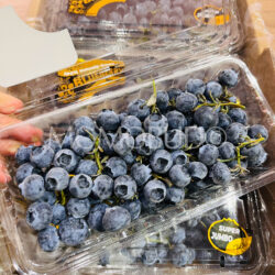 China Yunnan Sweet Stem Blueberries