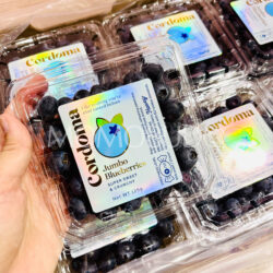 Cordoma Jumbo Blueberry (125g punnets)