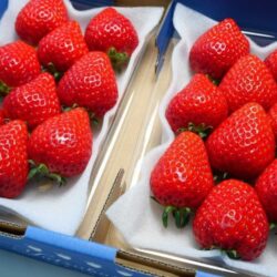 Japanese Mie Yotsuboshi Strawberries Japanese Mie Yotsuboshi Strawberries