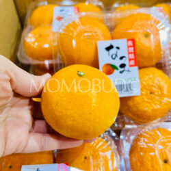Japanese Saga Natsumi Mikan (Mandarin Orange)