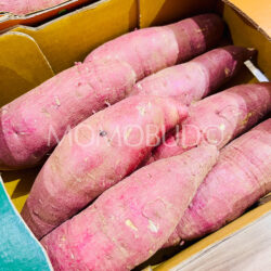 Korean Topmaru Yellow Sweet Potatoes