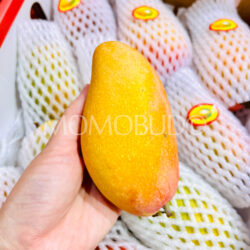 China Hainan Guifei Mango