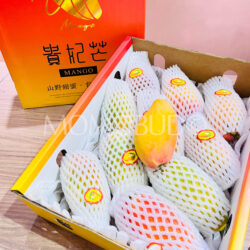 China Hainan Guifei Mango Gift Box (2kg)