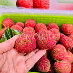 China Hainan Seedless Lychee
