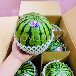 Japanese Kumamoto Hitorijime Watermelon on hand Japanese Kumamoto Hitorijime Watermelon on hand