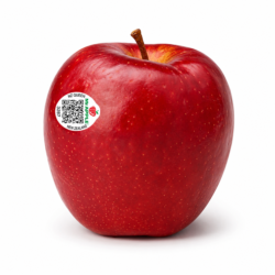 Mr Apple NZ Queen Apple