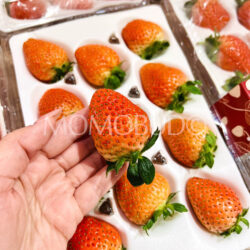 Singapore Blooom Rouge Strawberry Singapore Blooom Rouge Strawberry