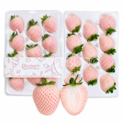 Singapore Blooom White Strawberry (280g punnet) Singapore Blooom White Strawberry (280g punnet)