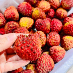 China Guangdong Lychee King