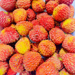 China Guangdong Lychee Kings