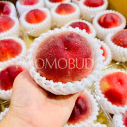 Japanese Misaka Hatsuotome White Peach Japanese Misaka Hatsuotome White Peach