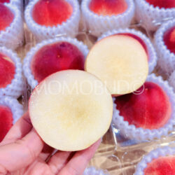 Japanese Misaka Hatsuotome White Peach cross section Japanese Misaka Hatsuotome White Peach cross section
