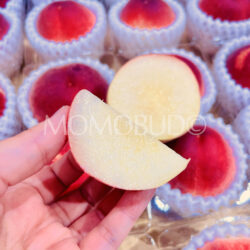 Japanese Misaka Hatsuotome White Peach slice Japanese Misaka Hatsuotome White Peach slice