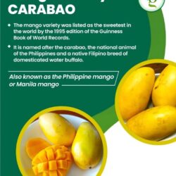Philippines Carabao Mango poster