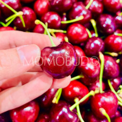 Washington CMI Chelan Red Cherry
