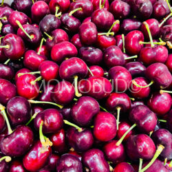 Washington Meda Rex Red Cherries 9 row Washington Meda Rex Red Cherries 9 row