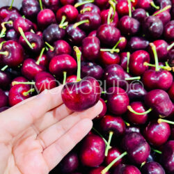 Washington Meda Rex Red Cherry 9 row Washington Meda Rex Red Cherry 9 row