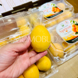 Armenia Honeycomb Apricot Armenia Honeycomb Apricot