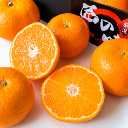 Japanese Nagasaki Takumi no Aji Mikan (Mandarin Orange) cross section