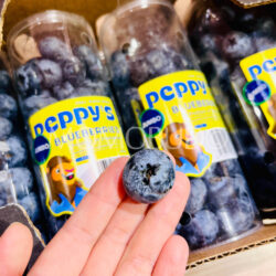 Jumbo Zimbabwe Peppy’s Madeira Blueberry Jumbo Zimbabwe Peppy’s Madeira Blueberry