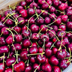 Canadian Sentennial Red Cherries