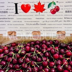 Canadian Sentennial Red Cherries