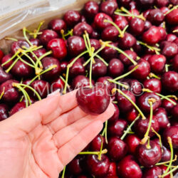 Canadian Sentennial Red Cherry