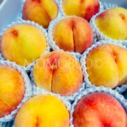 Japanese Otomi Kogane Yellow Peaches