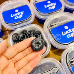 Zimbabwe Lucky Cup Jumbo Blueberry Zimbabwe Lucky Cup Jumbo Blueberry