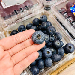 Australian Premium Mountain Blue Blueberry Australian Premium Mountain Blue Blueberry